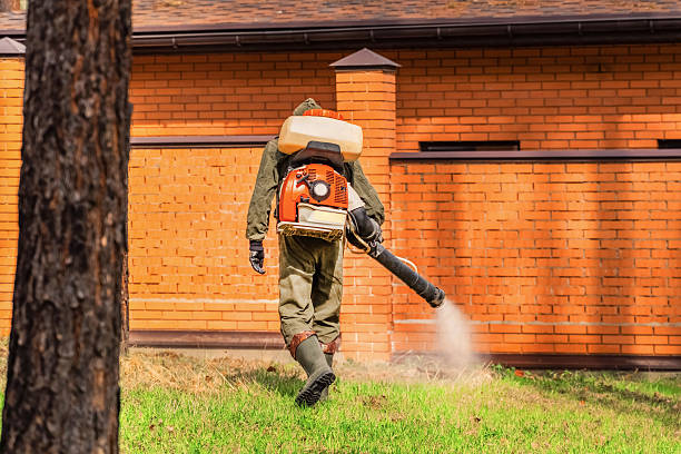 Trusted Ant Control service in Day Valley, CA - Nex Pest Control